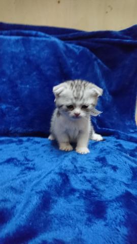 スコティッシュフォールド