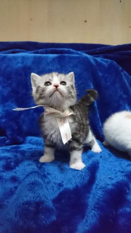 スコティッシュフォールド