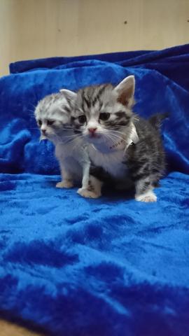 スコティッシュフォールド