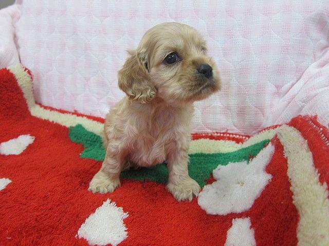 アメリカンコッカースパニエル