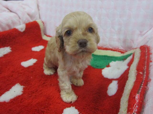 アメリカンコッカースパニエル