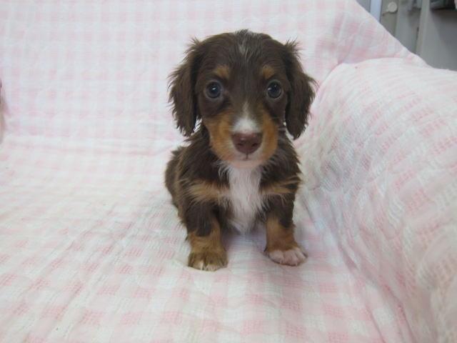 ミニチュアダックスフンド