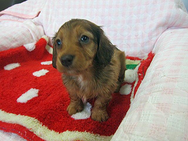 ミニチュアダックスフンド