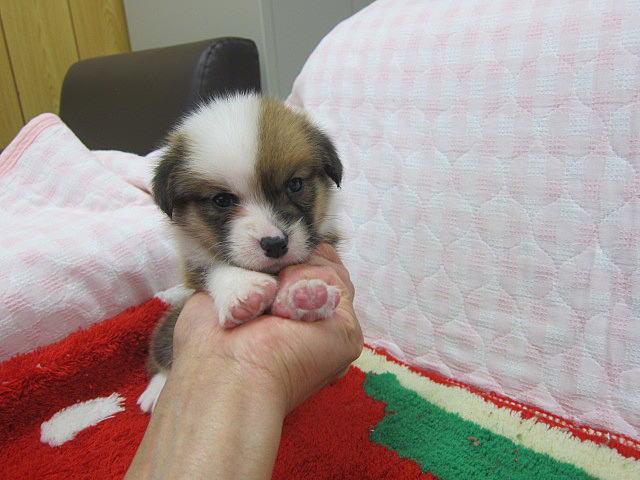 ウェルシュコーギーペンブローク