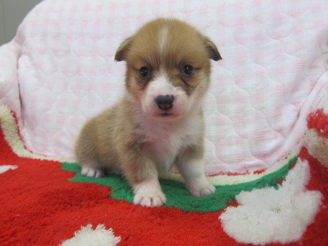 ウェルシュコーギーペンブローク