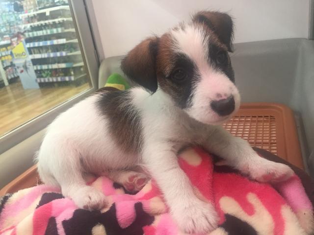 ジャックラッセルテリア