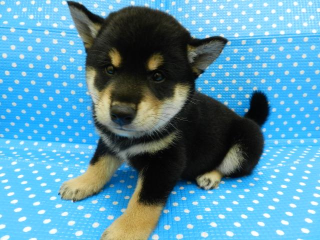 柴犬