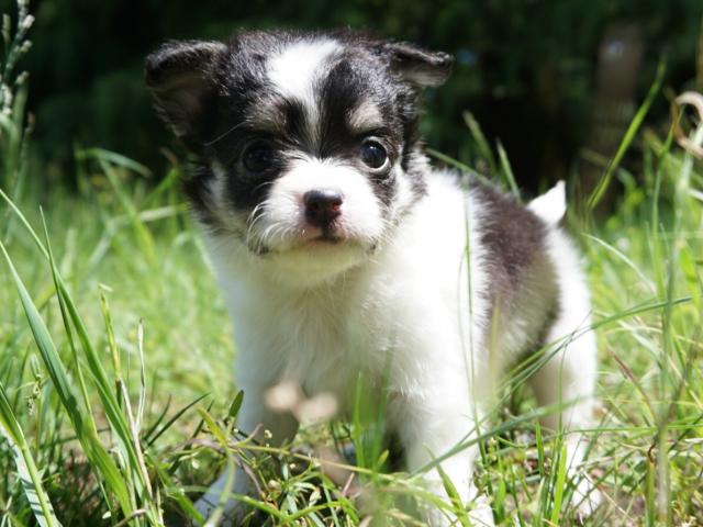 チワワ（ロングコート）