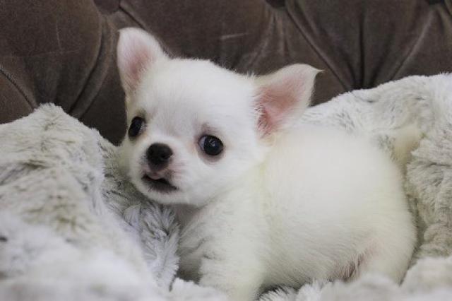 チワワ（ロングコート）