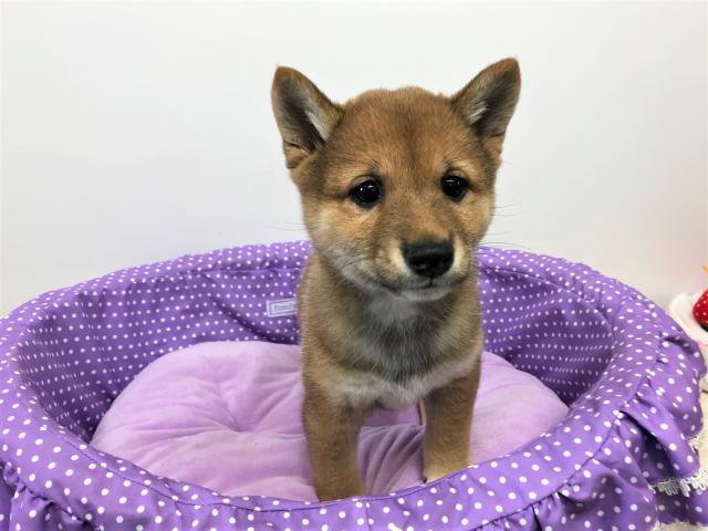 柴犬豆タイプ