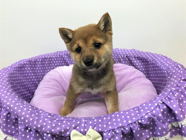 柴犬豆タイプ