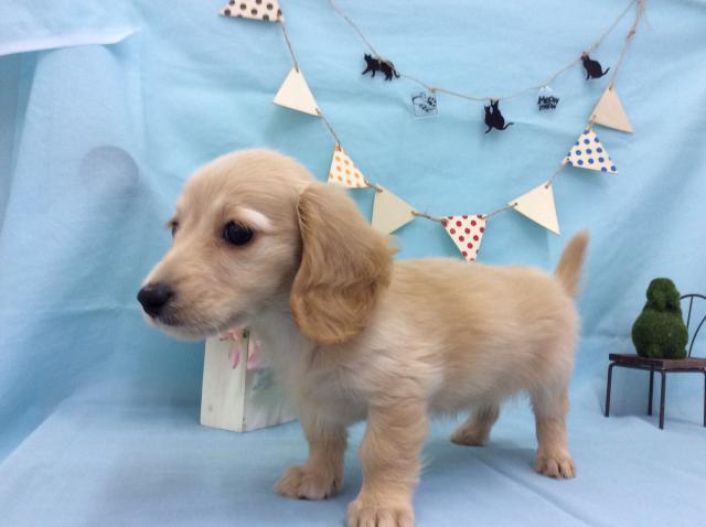 ミニチュアダックスフンド