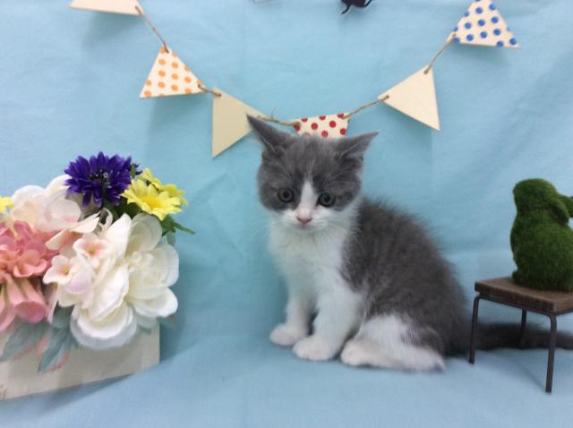 ブリティッシュショートヘア