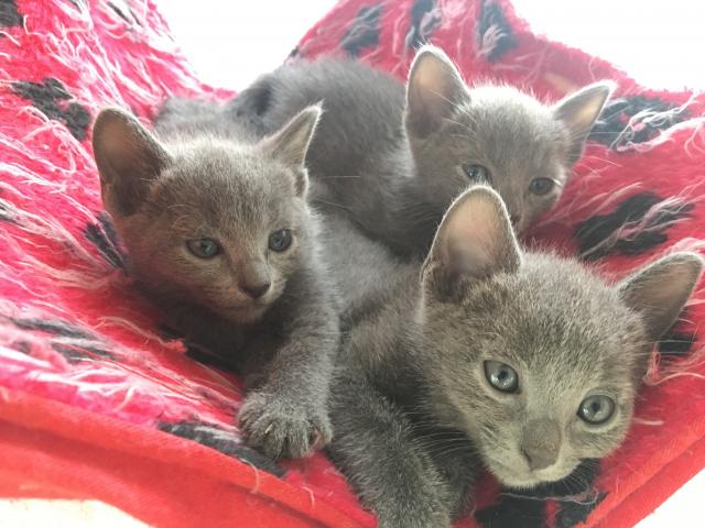 ロシアンブルー