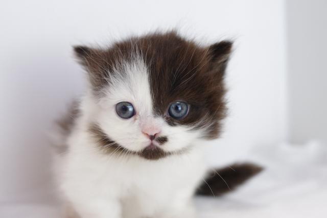 ミヌエット（旧ナポレオン）