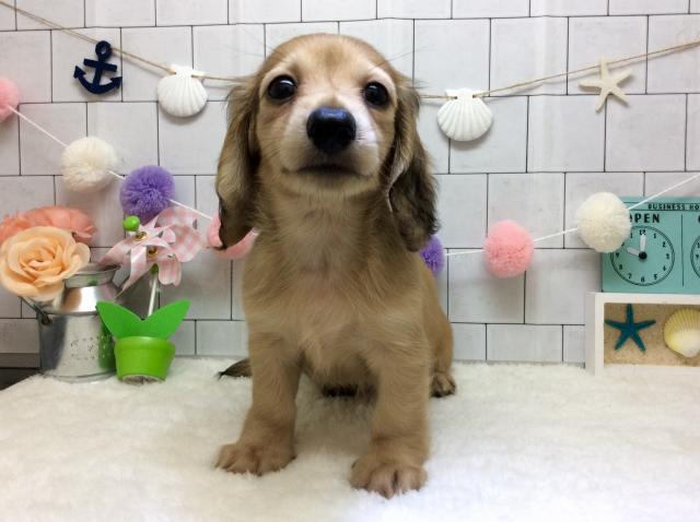 ミニチュアダックスフンド