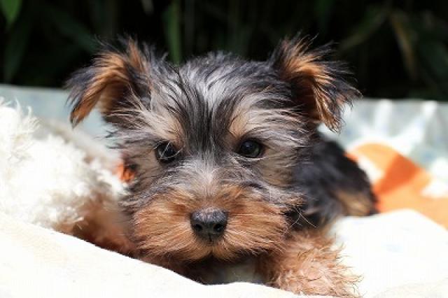 ヨークシャーテリア