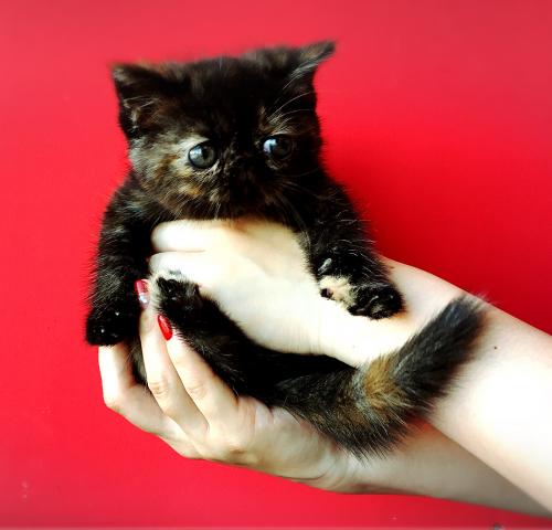 エキゾチックショートヘアー