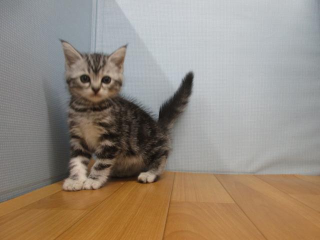 アメリカンショートヘアー