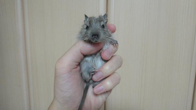 デグー・パイド