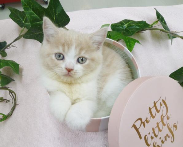 ブリティッシュショートヘア　☆クリーム大福顔☆