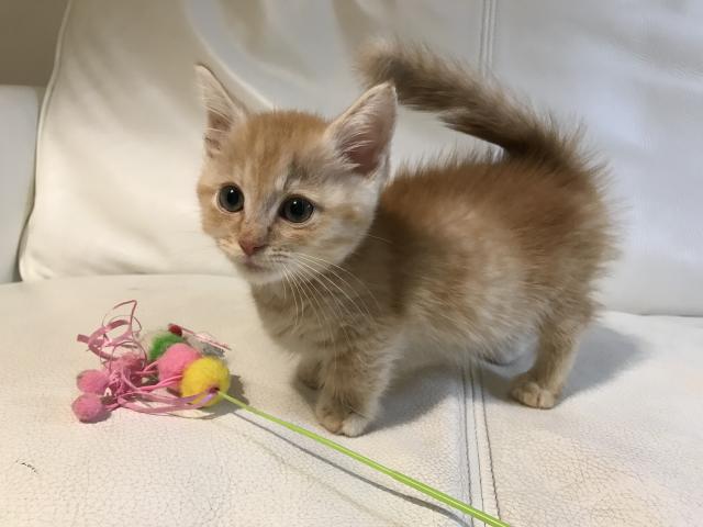 マンチカン【短足】