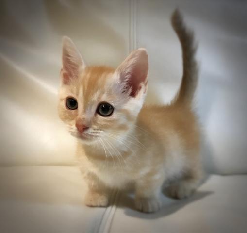 マンチカン【短足】