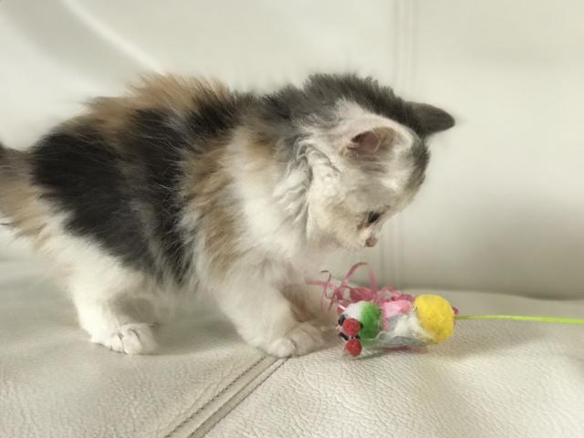 マンチカン【足長】ふわふわセミロング