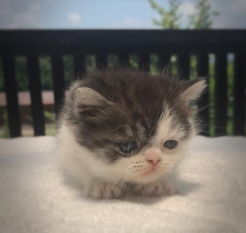 エキゾチックショートヘアー