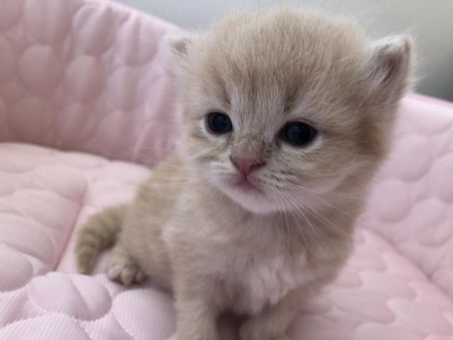 ミヌエット（旧ナポレオン）