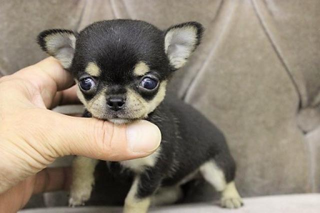 チワワ（スムースコート）