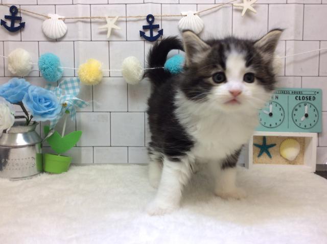 ノルウェージャンフォレストキャット