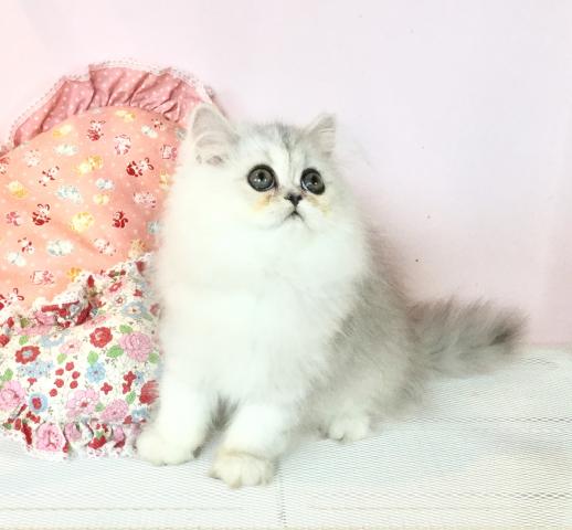 ペルシャ・ヒマラヤンチンチラ