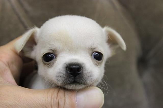 チワワ（スムースコート）