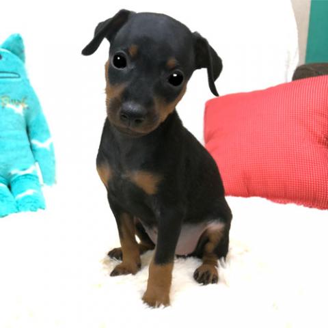 ミニチュアピンシャー