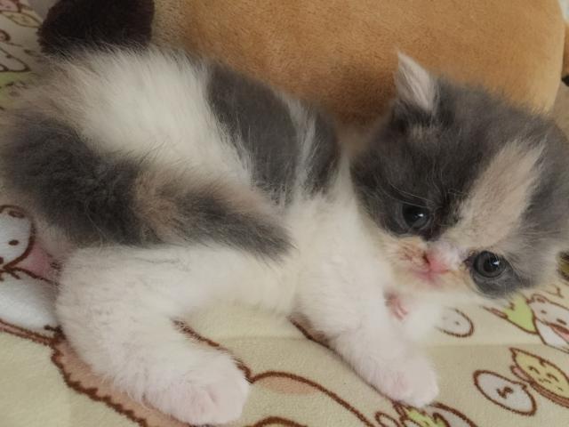 エキゾチックショートヘアー