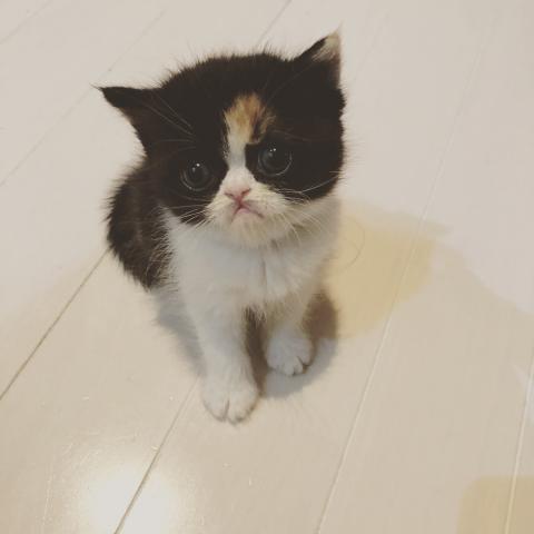 エキゾチックショートヘアー