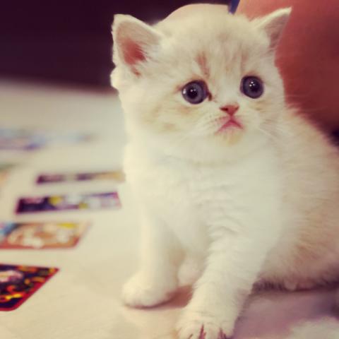 エキゾチックショートヘアー