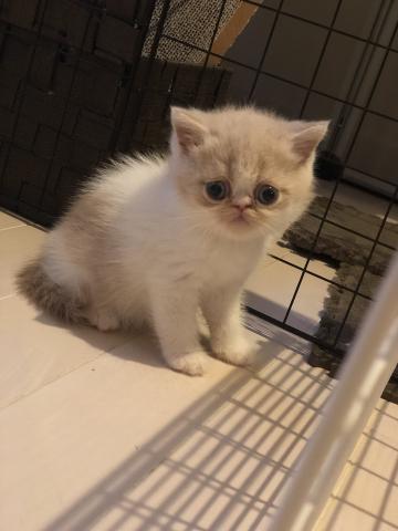 エキゾチックショートヘアー