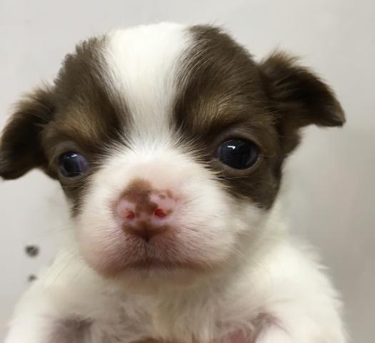 チワワ（ロングコート）