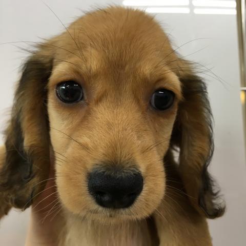 ミニチュアダックスフンド