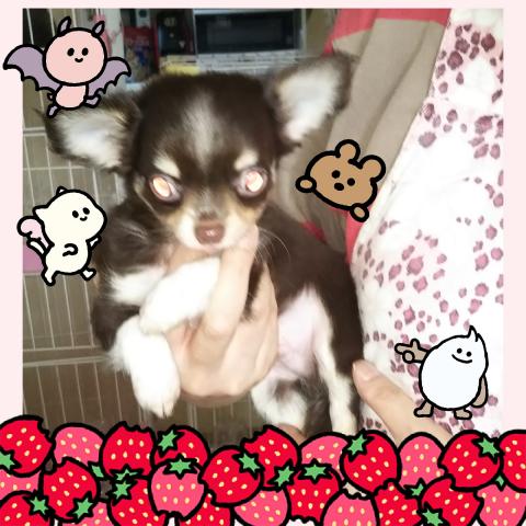 チワワ（ロングコート）