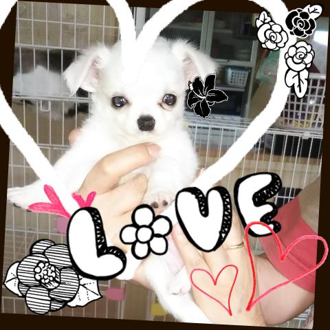 チワワ（ロングコート）