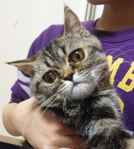 エキゾチックショートヘアー