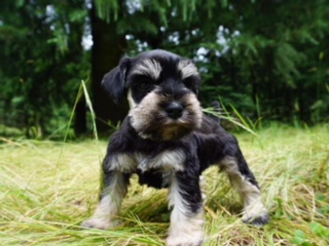 ミニチュアシュナウザー