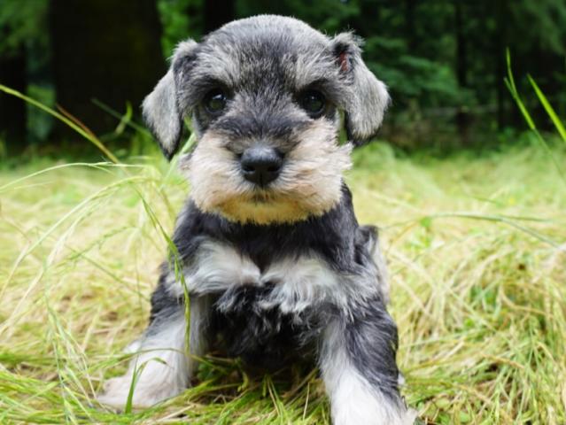 ミニチュアシュナウザー