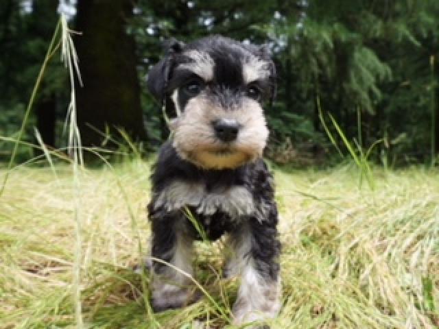 ミニチュアシュナウザー