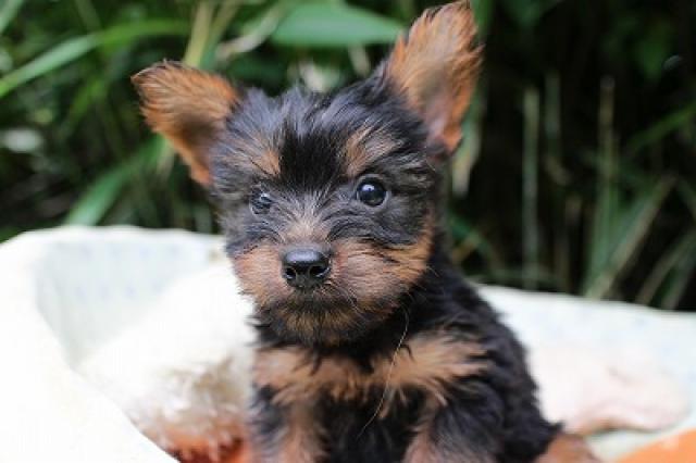 ヨークシャーテリア