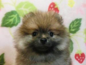 ポメラニアン