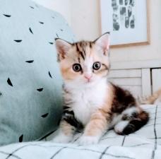 キャッテリー ねこの靴下